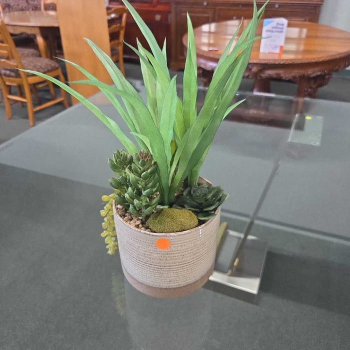 SUCCULENT IN CREAM/BROWN POT S