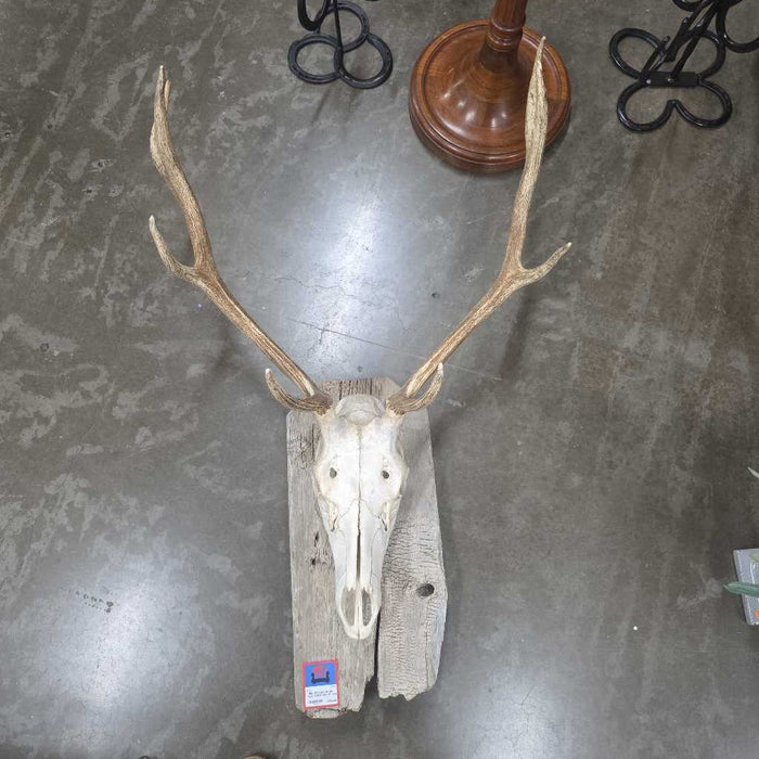 ELK SKULL MOUNT ALK