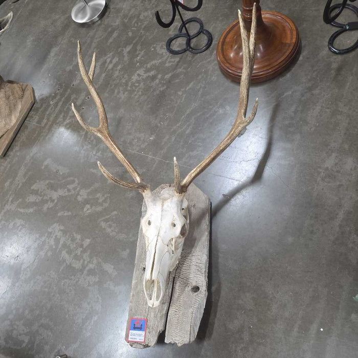 ELK SKULL MOUNT ALK