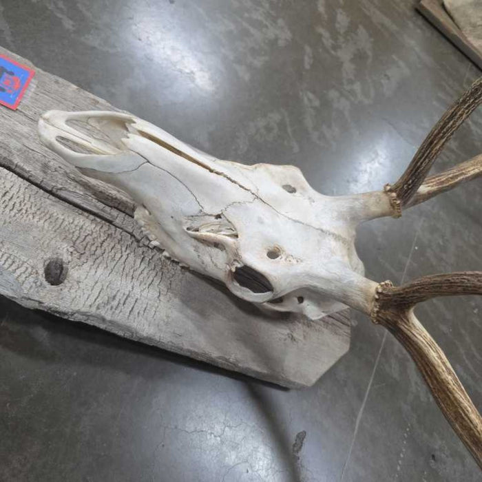 ELK SKULL MOUNT ALK