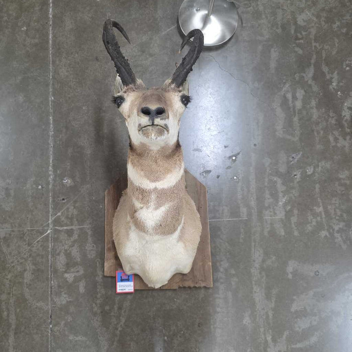 ANTELOPE MOUNT BTK