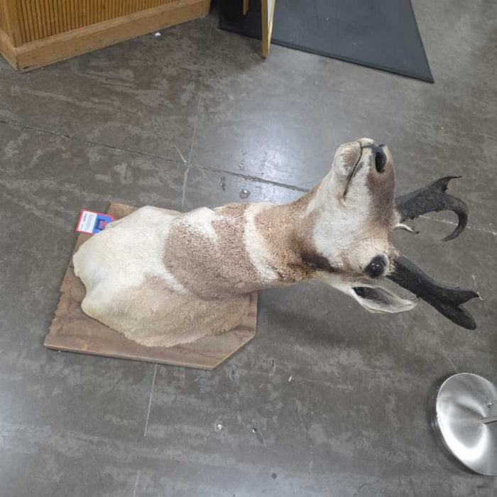 ANTELOPE MOUNT BTK