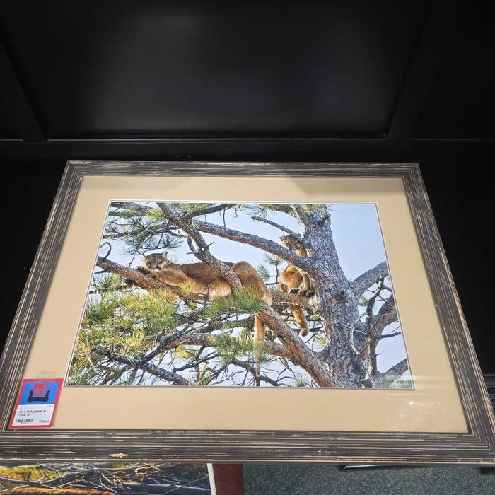 MTN LIONS IN TREE MI