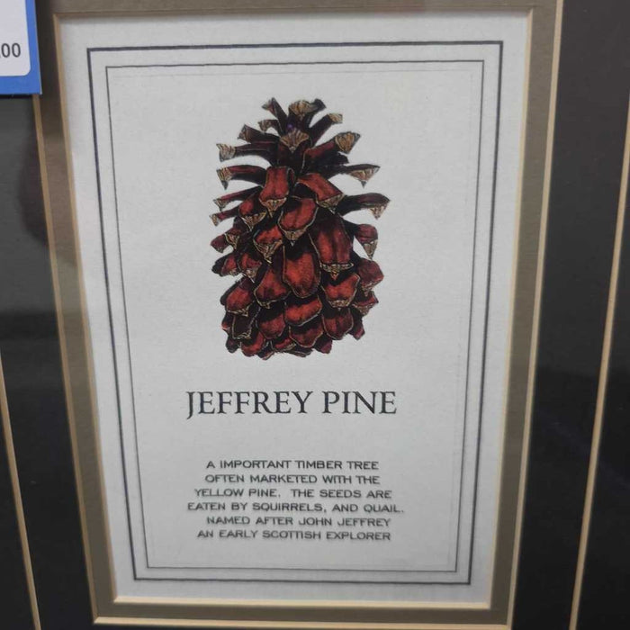 JEFFERY PINE ART S