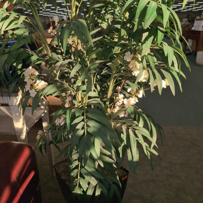 SILK PLANT