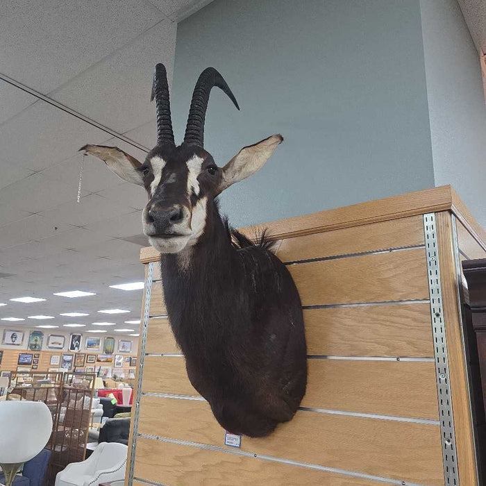 SABLE MOUNT ALK