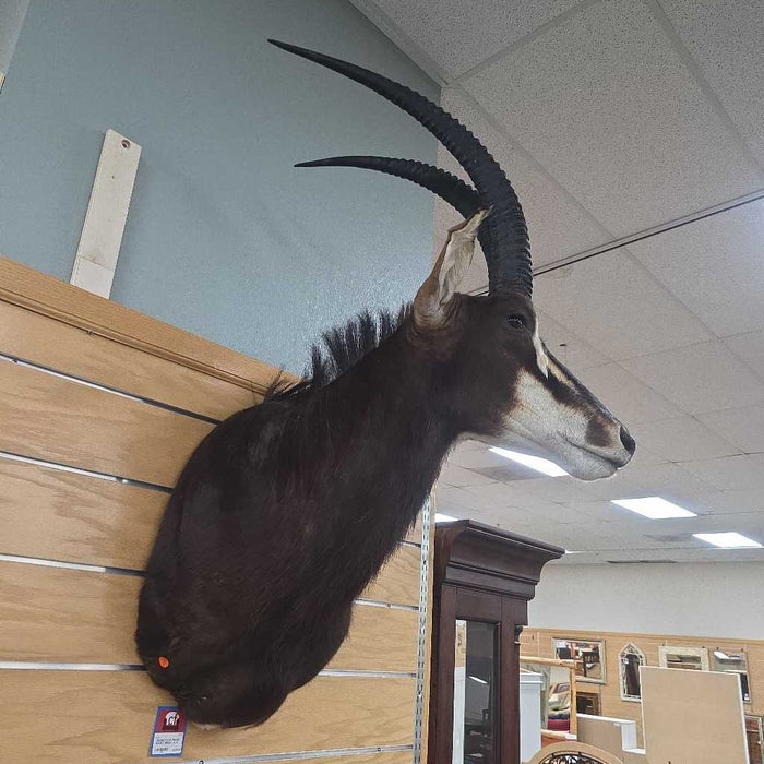 SABLE MOUNT ALK