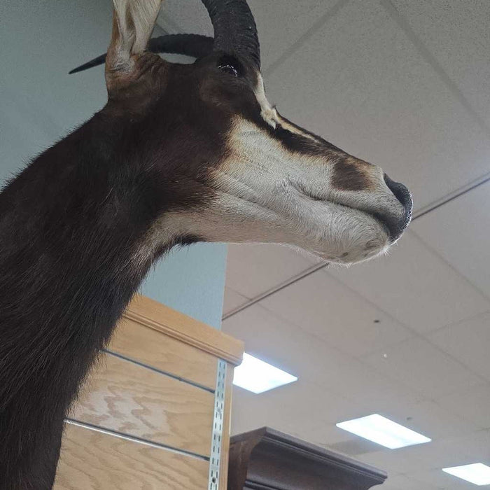 SABLE MOUNT ALK