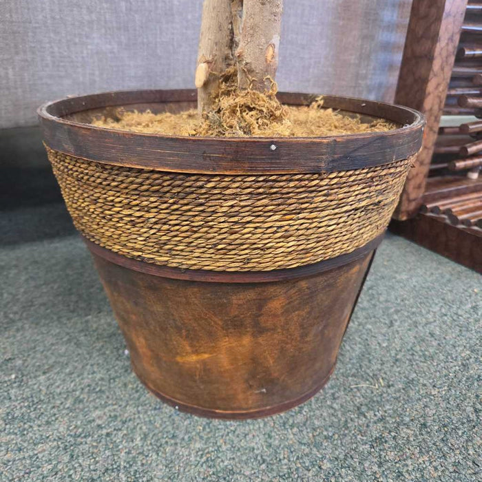 SILK TREE SK