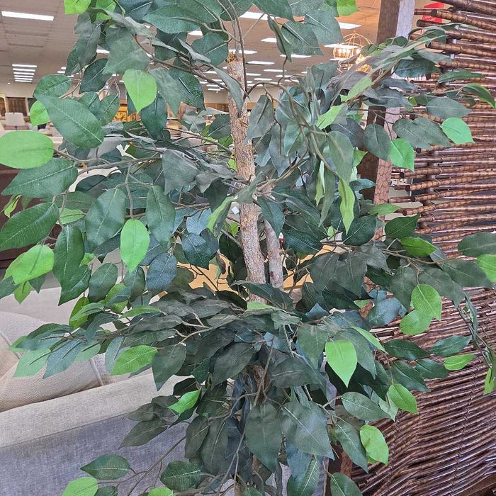 SILK TREE SK