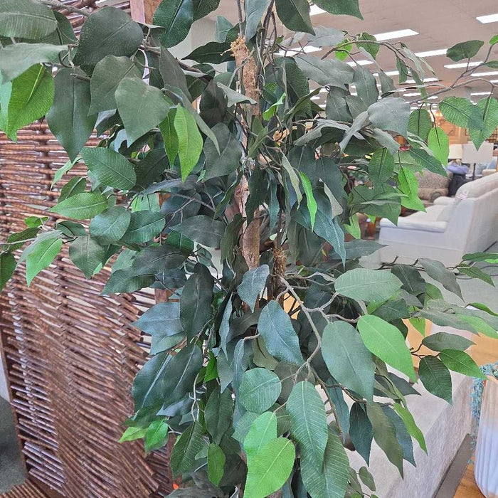 SILK TREE SK